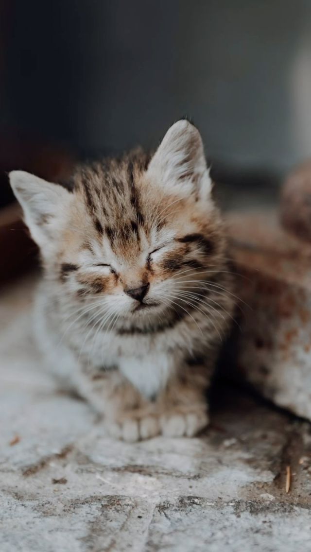 Everybody wants to be a Cat!🐈🐈‍⬛

@futurelab2.0 
@futurelab_flowers 

#catlover
